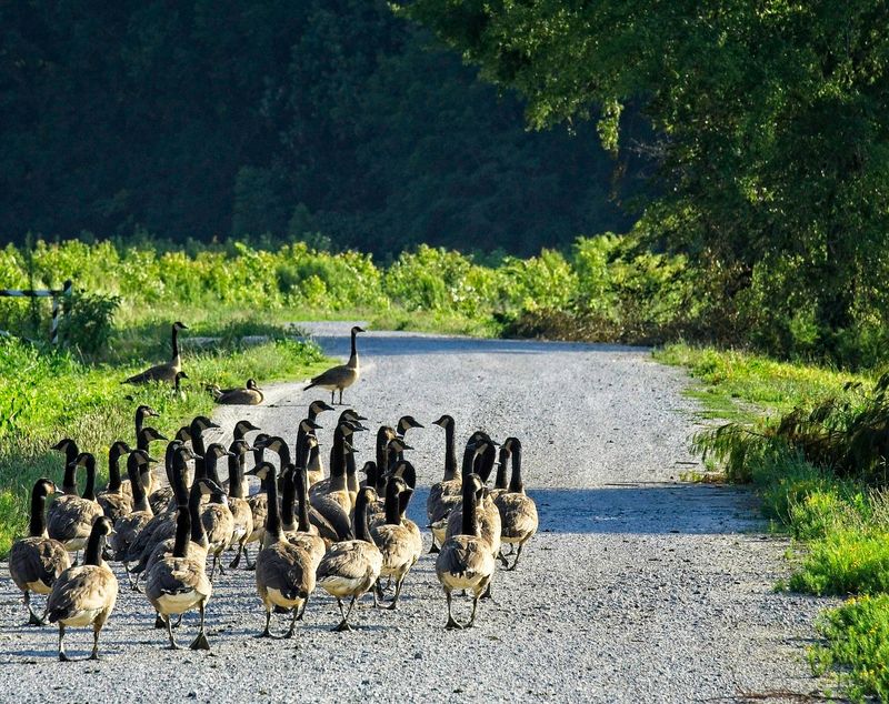 Hatchie National Wildlife Refuge