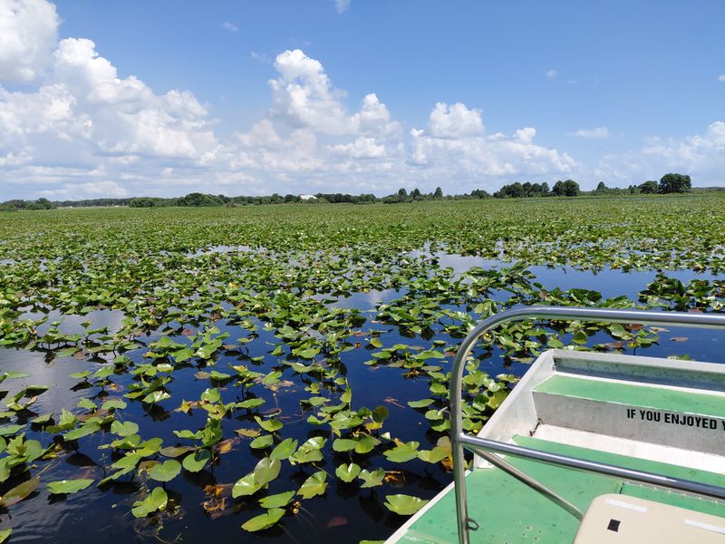 Airboat Ride For Wild Gator Spotting