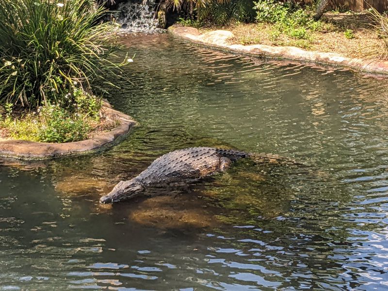 St. Augustine Alligator Farm Zoological Park