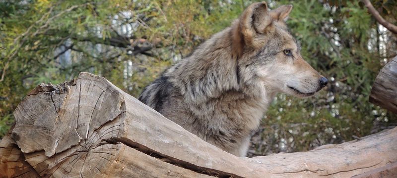 Southwest Wildlife Conservation Center