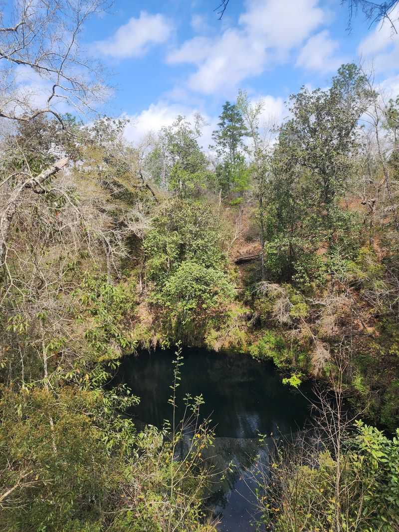 Apalachicola National Forest