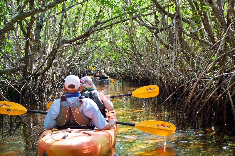 Kayak a mangrove tunnel (South Florida or Gulf coast)