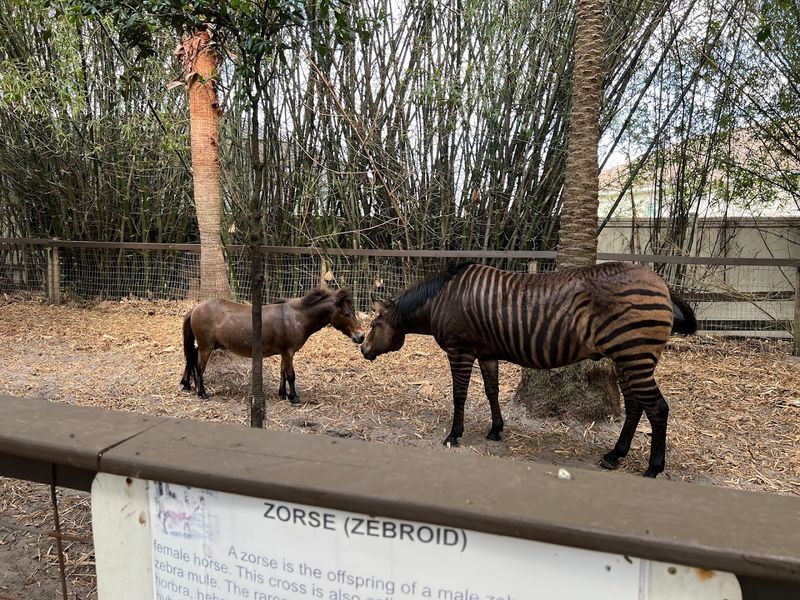 Meet Capybaras, Zebras, And The Famous Zorse