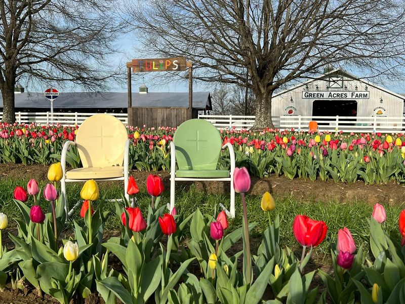 Tips for the Best Experience (Timing, Photos, Crowds)