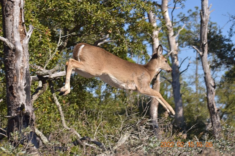 Wildlife Encounters That Soothe the Soul