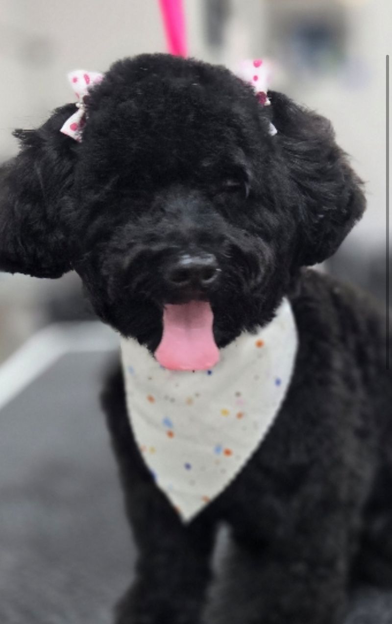 Pawmper Fluffy Salon and Mobile Pet Spa (Coral Springs)