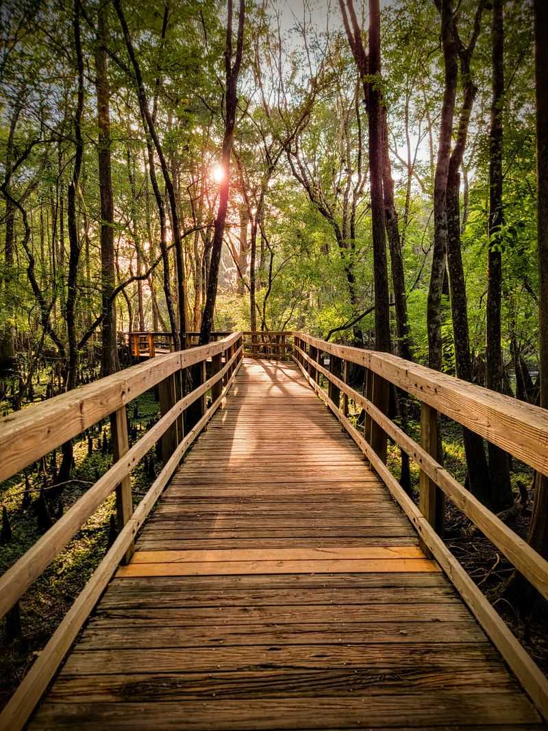 The 800-Foot Boardwalk to the Cypress Forest