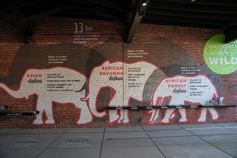 What You'll Learn About Elephant Conservation and Care