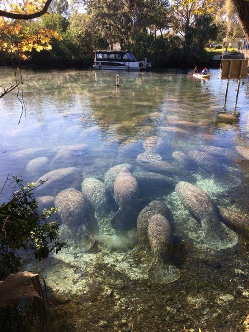 Manatee Gathering in Crystal River