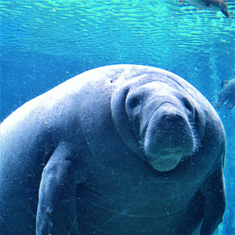 Manatee season last call (through Mar 31)