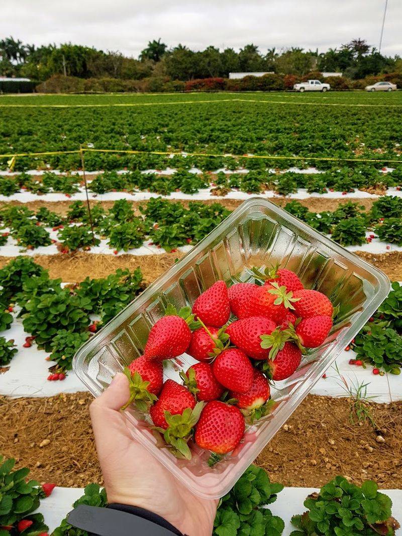 U Pick Strawberries Season