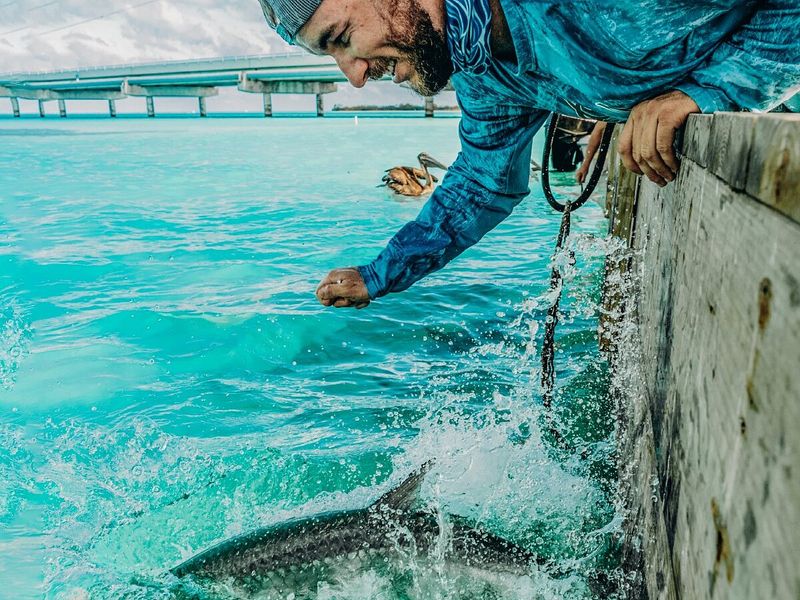 Robbie’s of Islamorada (Tarpon Feeding)