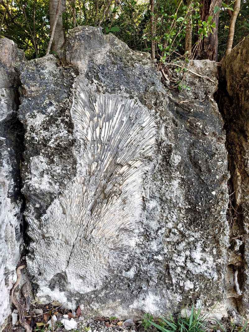 Windley Key Fossil Reef State Park