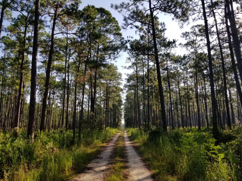 Osceola National Forest (Near Lake City)