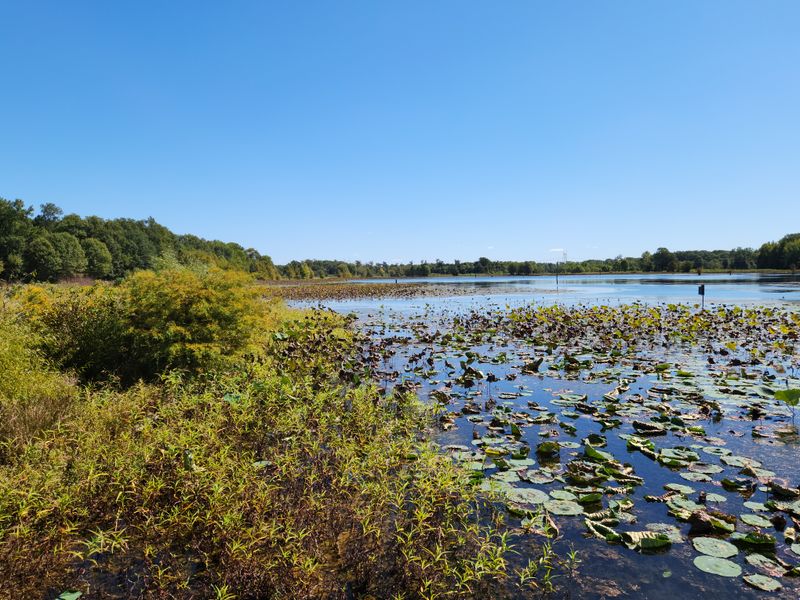 Hatchie Birdfest (Brownsville)