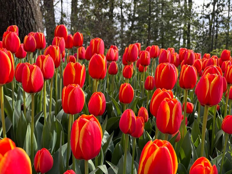 A Colorful Spring Escape at Dixon Gallery & Gardens in Memphis