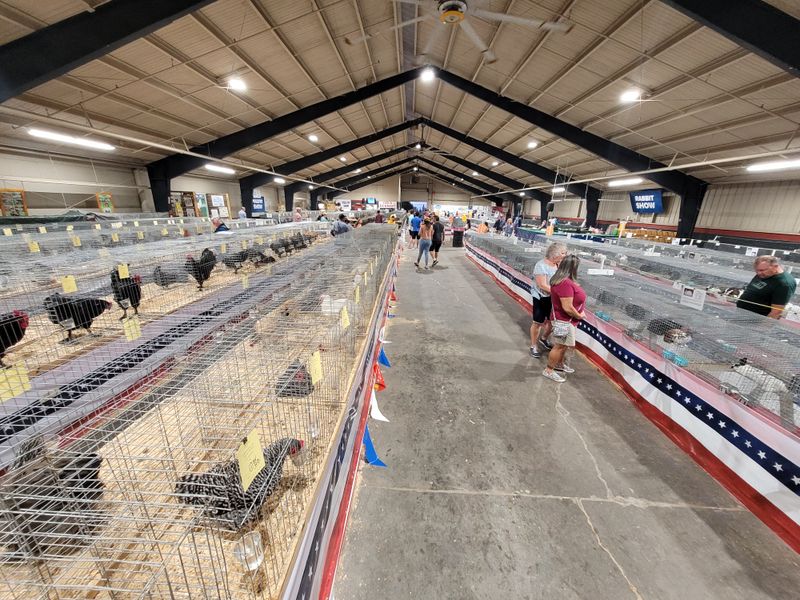 Livestock, Petting Zoos, and Ag Education