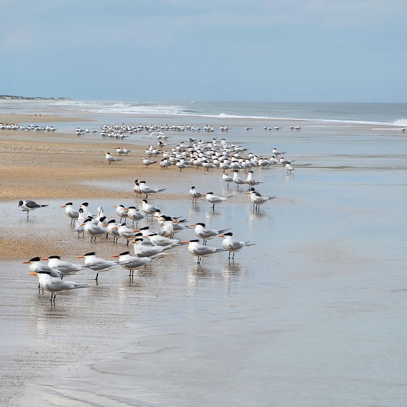 St. Augustine (Anastasia State Park)