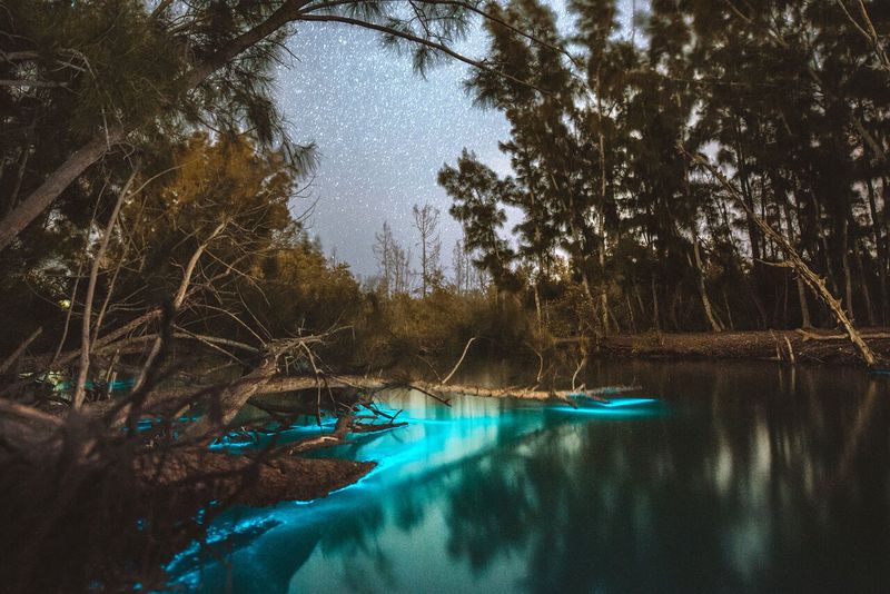 Bioluminescent Lagoons (Indian River Lagoon / Mosquito Lagoon, Space Coast)