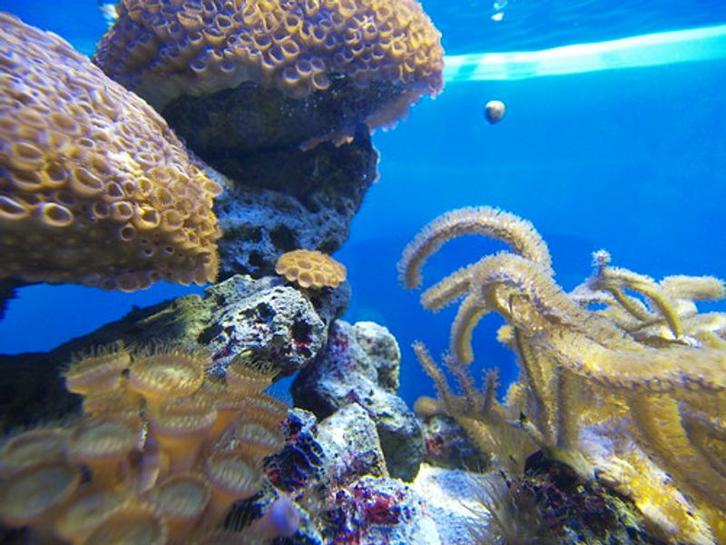 Glass-bottom boat tours for non-swimmers (and families)