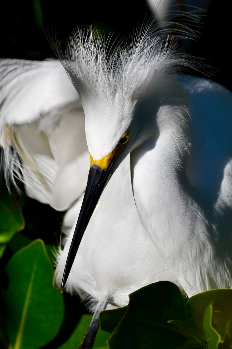J.N. “Ding” Darling National Wildlife Refuge (Sanibel Island)
