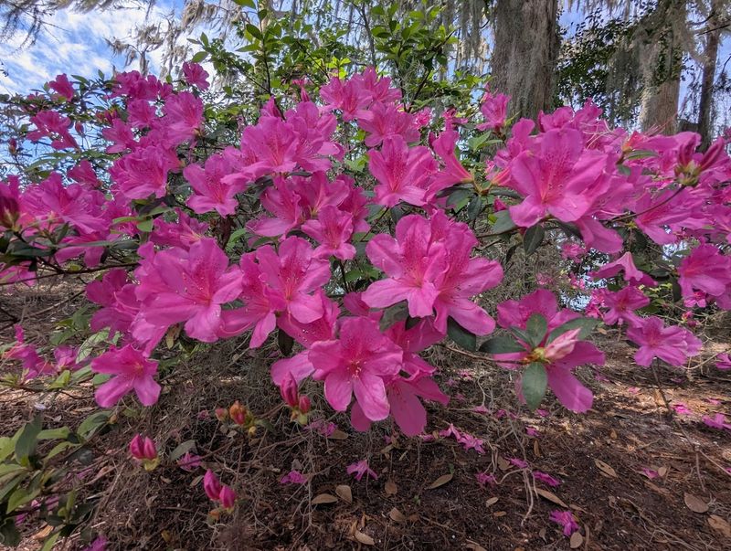 Kraft Azalea Garden (Winter Park)