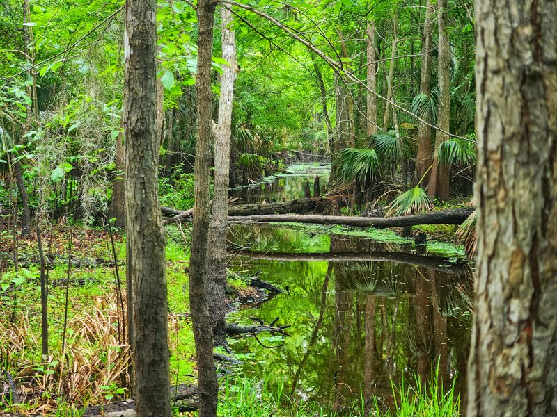 Yes, There Are Black Bears—Here's What Hikers Should Know