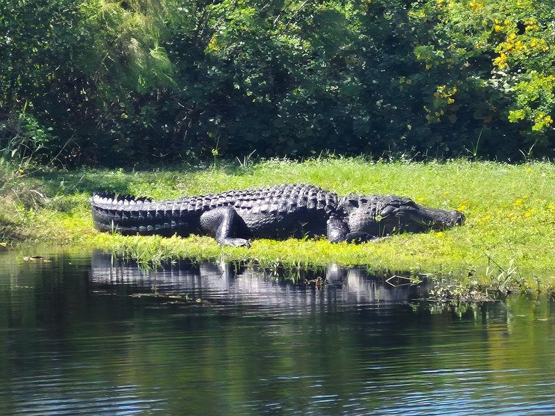 Crazy Gator Airboat Tours (St. Cloud / Lake Toho)