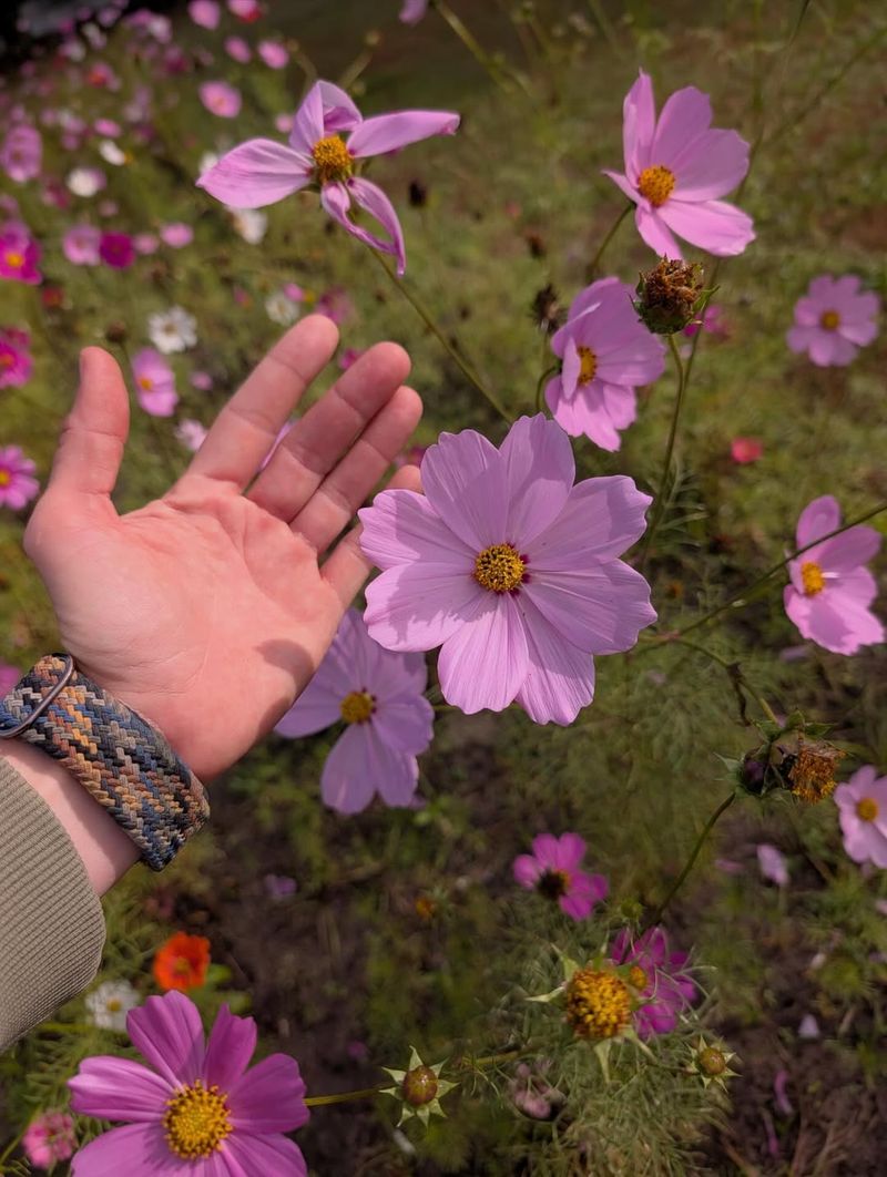 How U-Pick Days Work