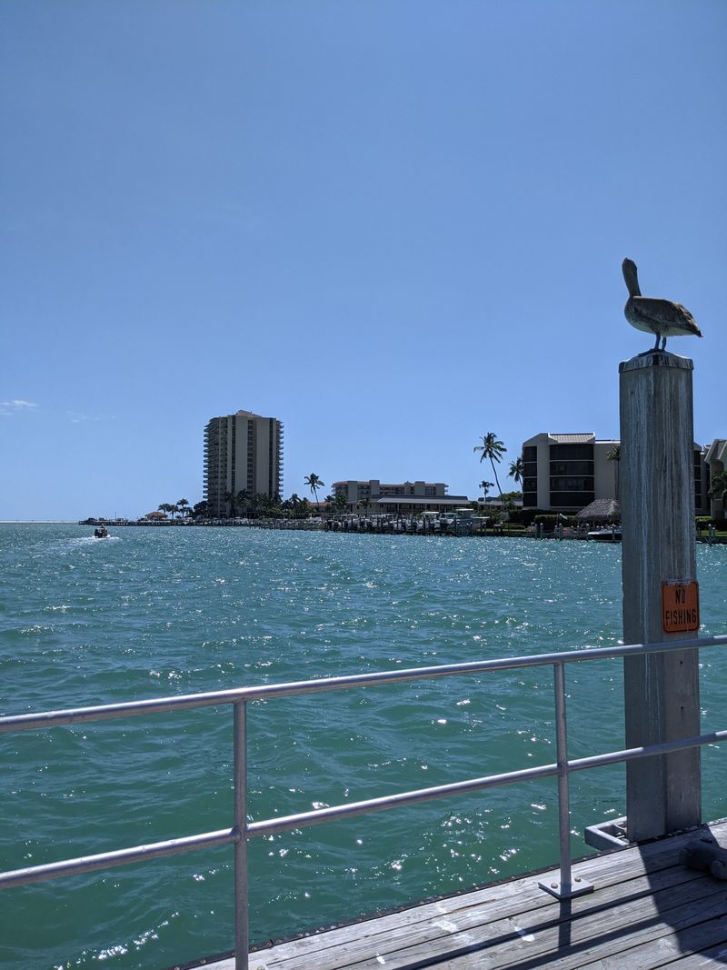 Where to See the “Waving” Dolphins Around Marco Island