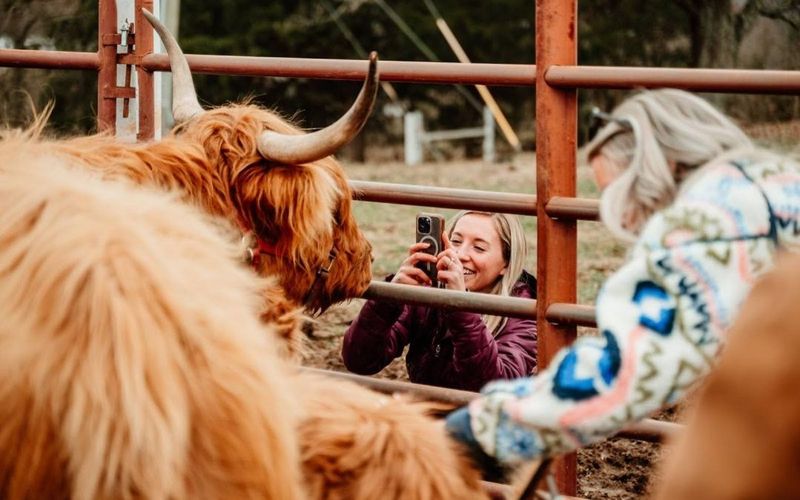 What Makes Highland Cows So Special