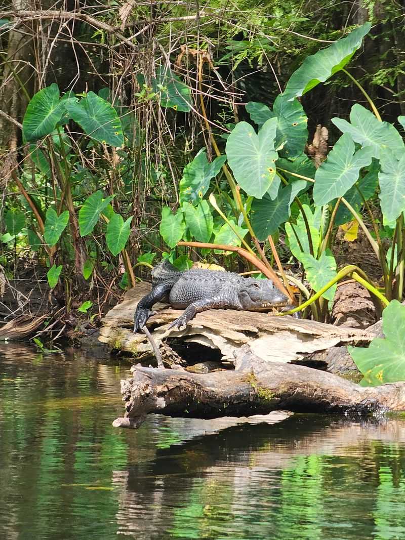 Wildlife Moments You Might Catch