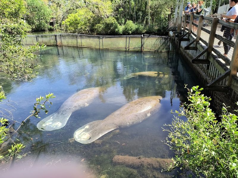 Conservation Mission and How To Help