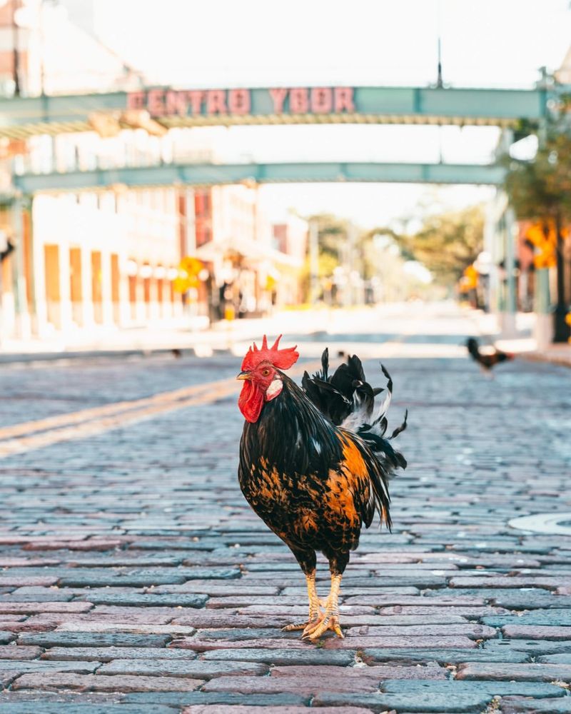 Yes, the Chickens Are Real—Here's Why They Roam Freely