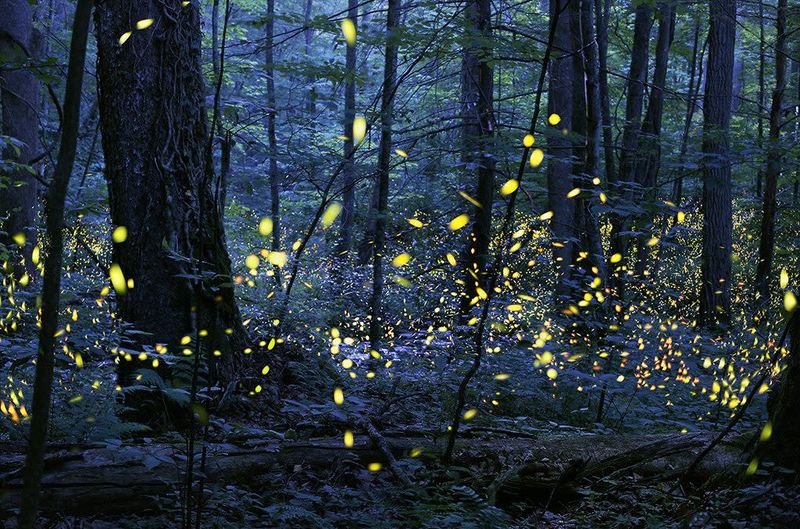 The Firefly Light Show in the Great Smoky Mountains