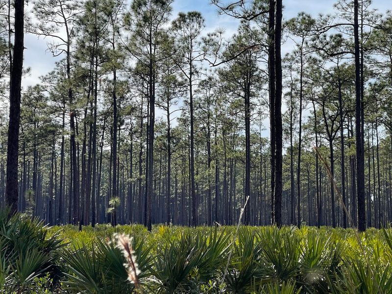 Big Shoals State Park (White Springs, Suwannee River)