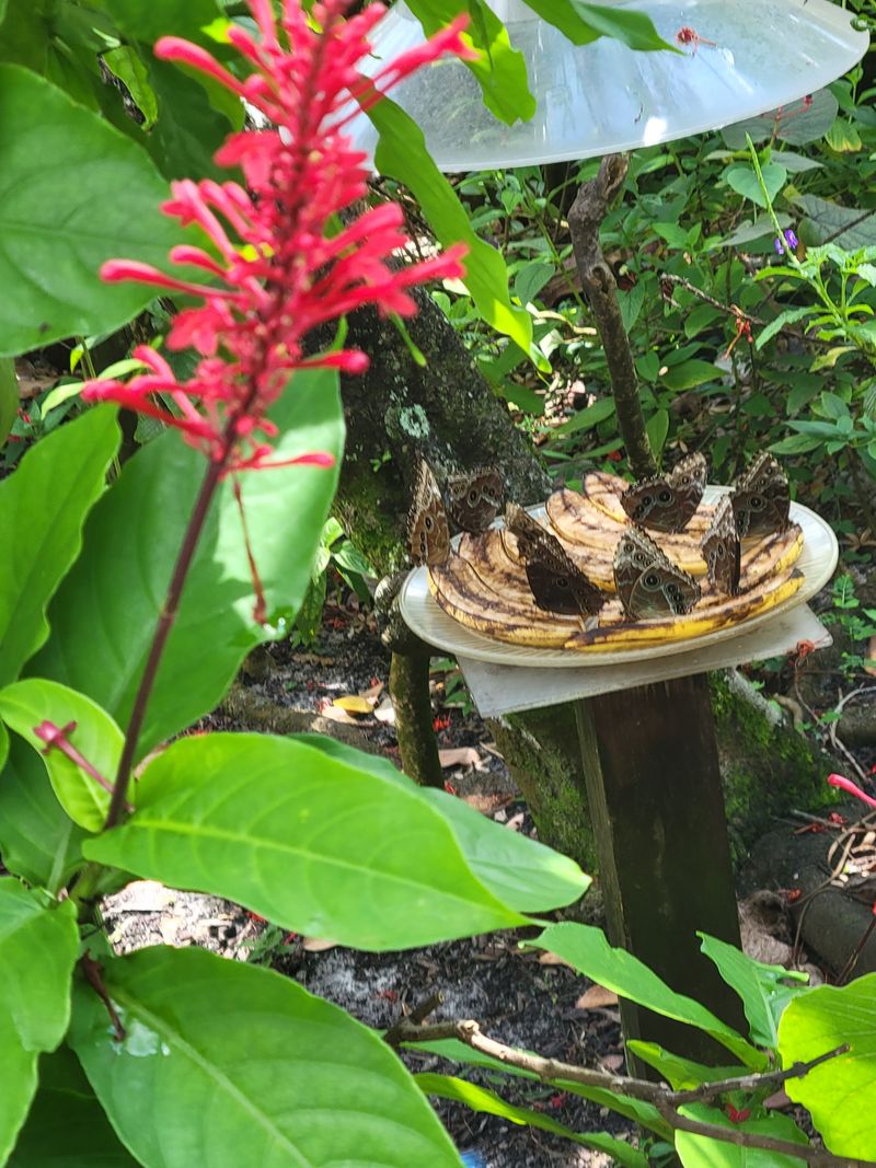 Bug Zoo and Insect Museum Highlights