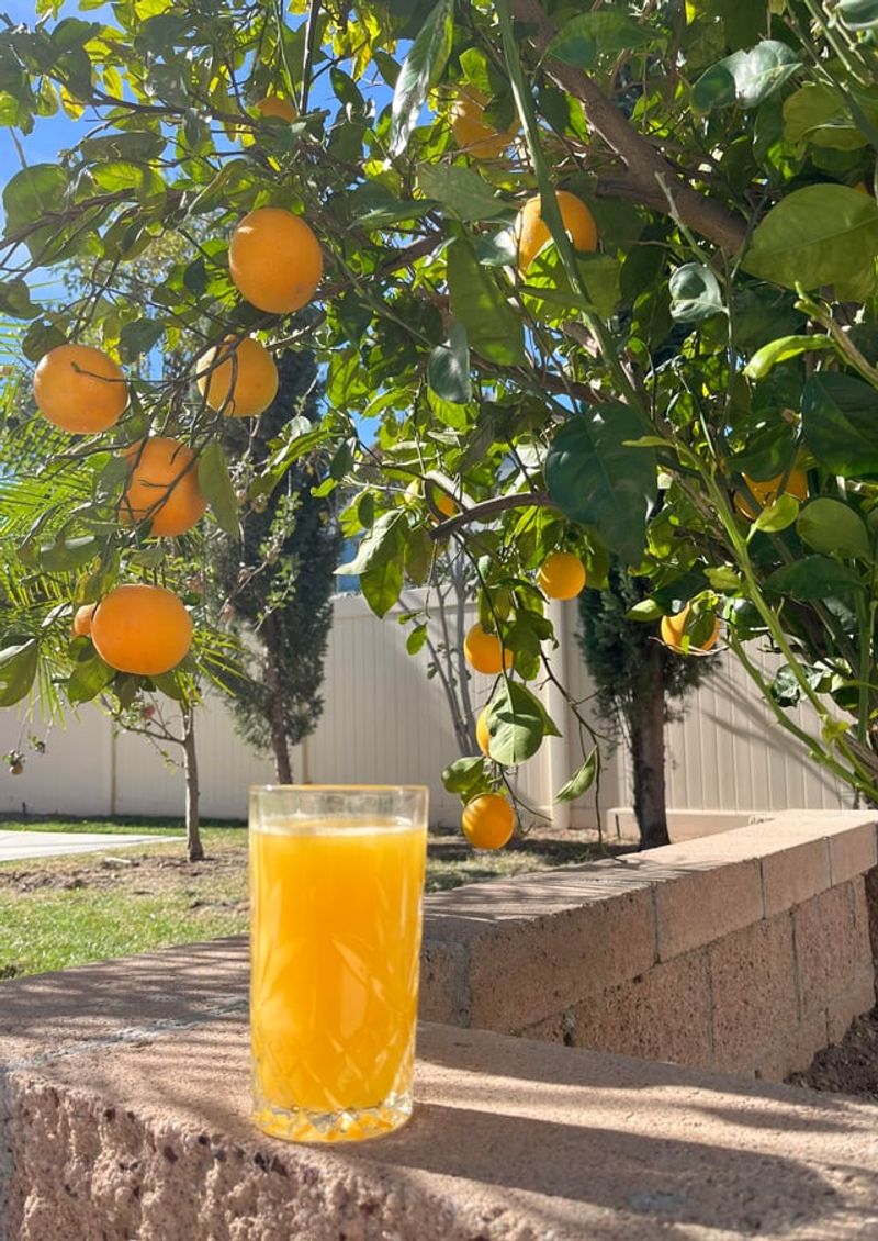 Freshly Squeezed Orange Juice