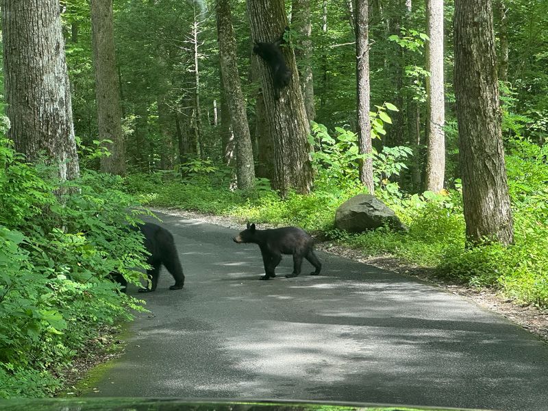 Roaring Fork Motor Nature Trail