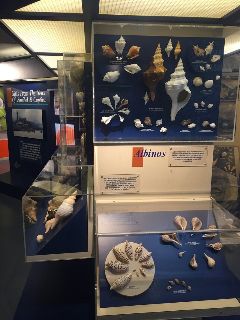 Cuban Polymita Showcase