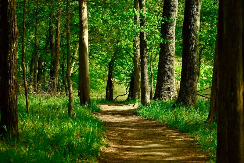 Bledsoe Creek State Park (Gallatin)