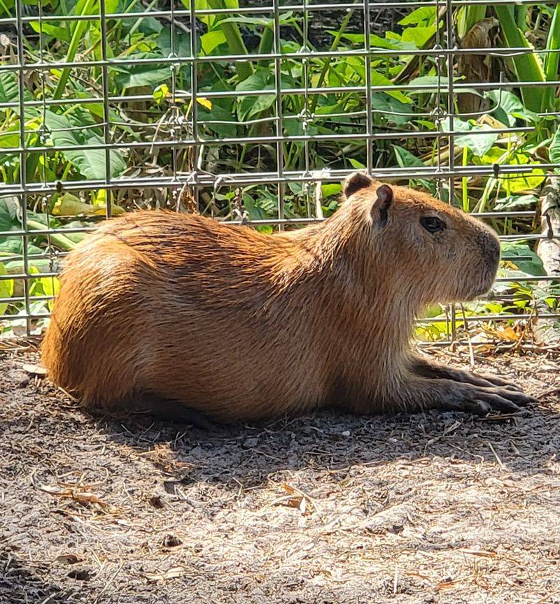 HorsePower for Kids & Animal Sanctuary (Tampa area)