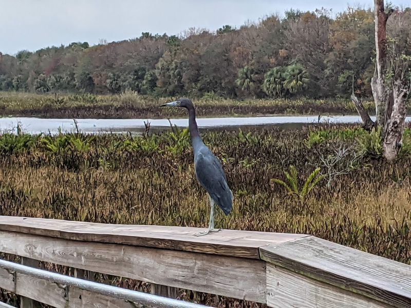 Green Cay Wetlands (Boynton Beach | Palm Beach County)