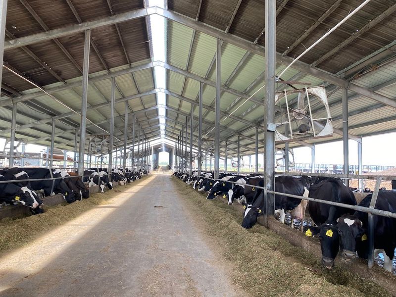 The Guided Dairy Tour: From Cow to Bottle