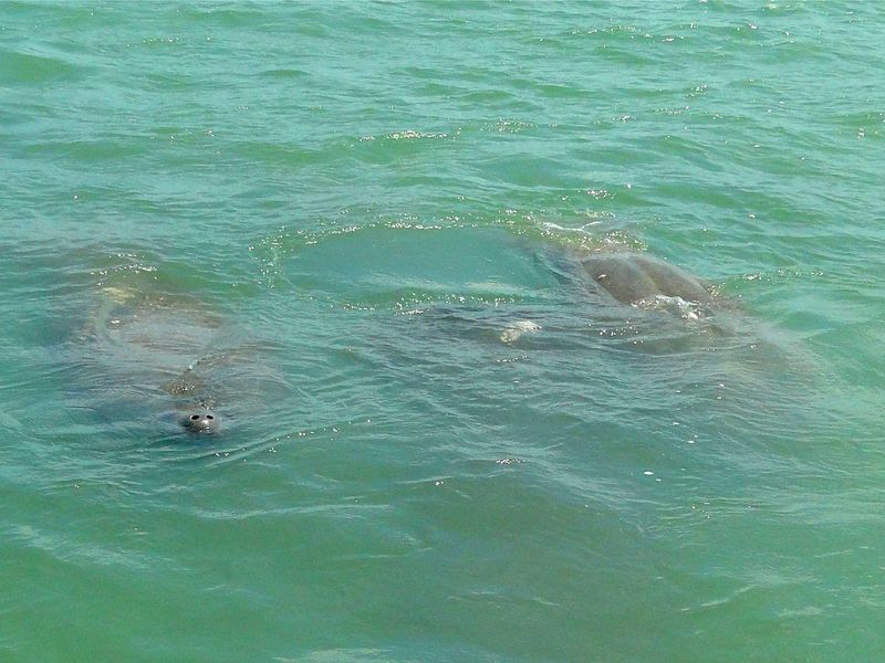 Indian River Lagoon (Space Coast)