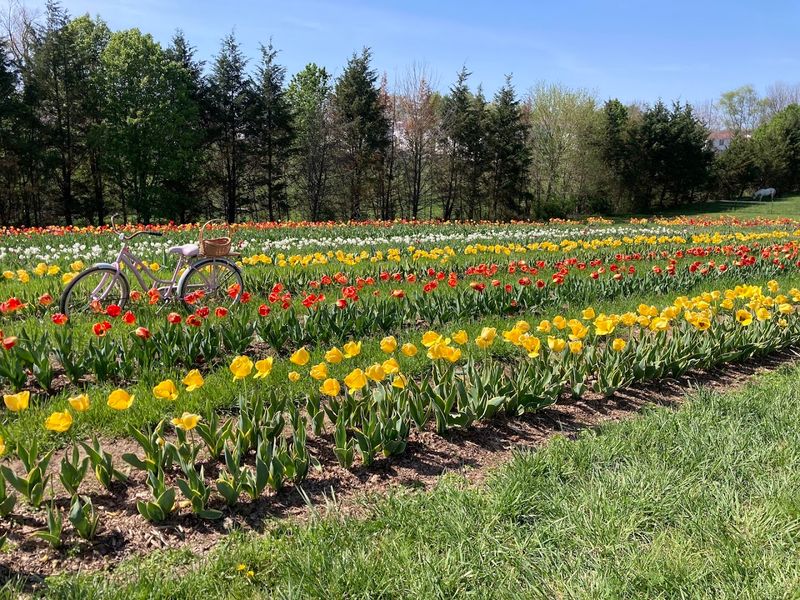 Little Creek Flowers &mdash; Cookeville