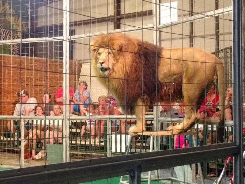 Welcome To A Roaring Sanctuary