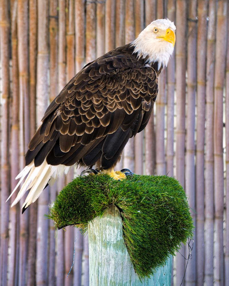 Seaside Seabird Sanctuary