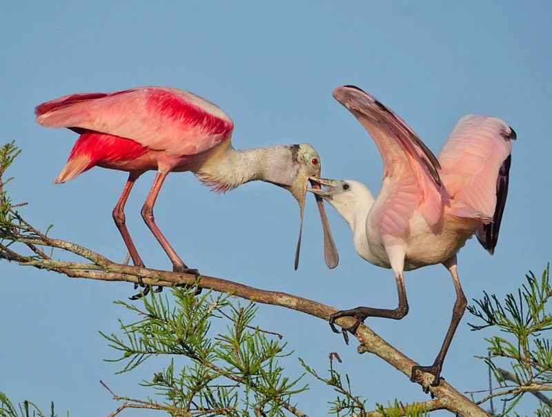 Orlando Wetlands Park – Cypress Boardwalk (Christmas | Orange County)