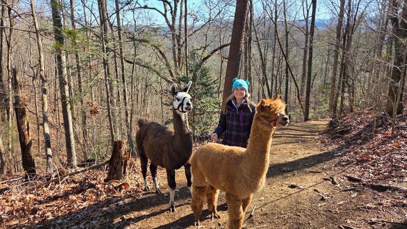 Welcome to Smoky Mountain Llama Treks: Tennessee's Most Charming Outdoor Adventure
